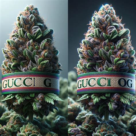 gucci links strain|gucci fruit strain.